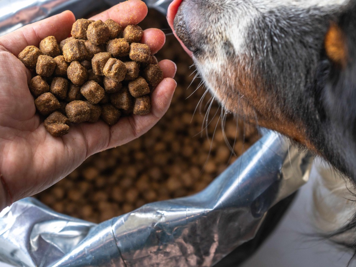Guida all’Acquisto di Prodotti per Animali: Come Scegliere i Migliori in 10 Punti Chiave