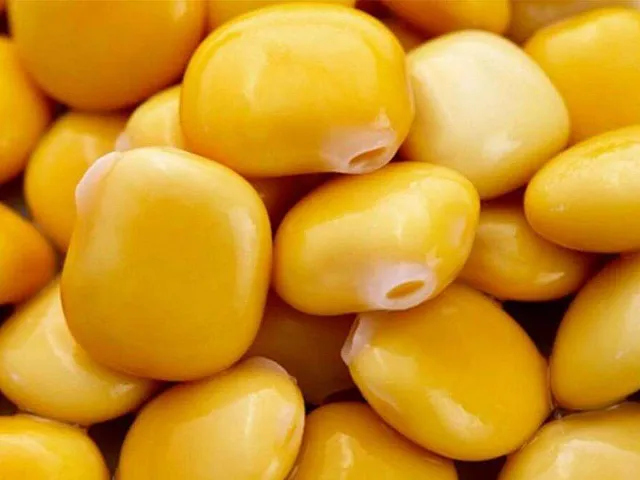 Franchi sementi Semilla de Altramuz blanco - Franchi Sementi