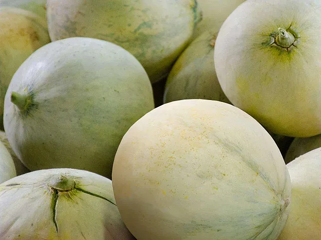 Sgaravatti Semilla de melón Honey Dew - Sgaravatti