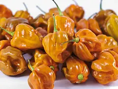 Olter Semilla de chile Mustard F1 - Olter