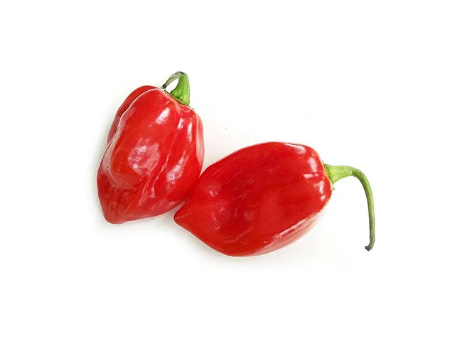 Olter Red Savina F1 Chilischoten-Samen - Olter