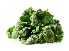 Royal seeds Spinatsamen Matador - Royal Seeds