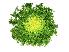Franchi Samen von krausem Endiviensalat Cuor d'oro - Franchi