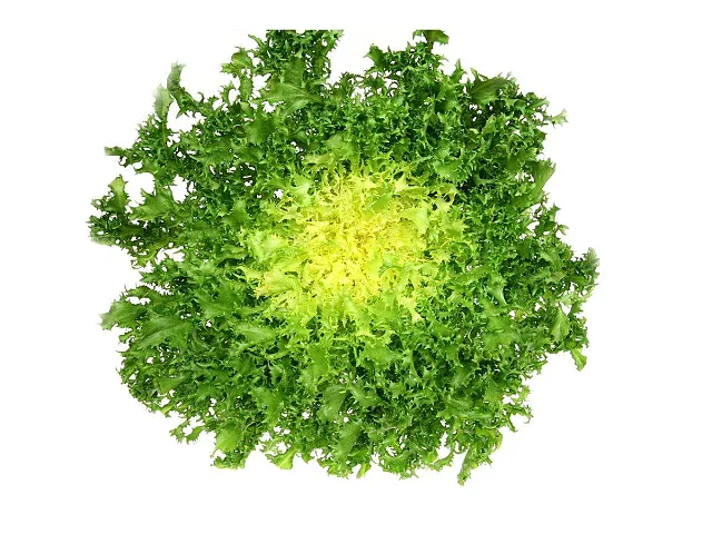 Franchi Samen von krausem Endiviensalat Cuor d'oro - Franchi