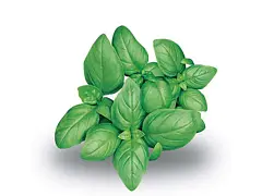Franchi Semilla de albahaca italiana clásica - Franchi