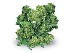 Royal seeds Saatgut Stängelkohl Quarantina - Royal Seeds