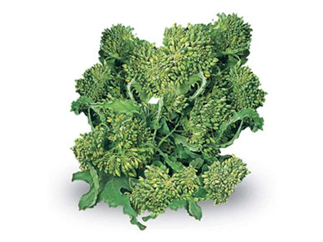 Royal seeds Semilla de cima de nabo Quarantina - Royal Seeds