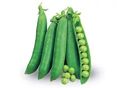 Royal seeds Halbstrangige Erbsensamen Utrillo - Royal Seeds