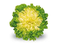 Franchi Semilla de escarola verde de corazón lleno - Franchi