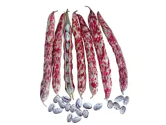 Royal seeds Semilla de frijol Borlotto Lengua de Fuego enano - Royal Seeds