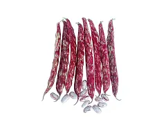 Royal seeds Kletterbohnensamen Brace - Royal Seeds