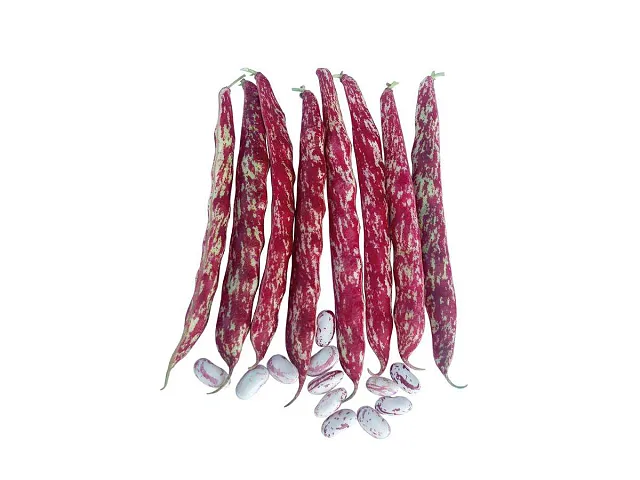 Royal seeds Kletterbohnensamen Brace - Royal Seeds
