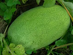 Franchi Wassermelonen-Samen Charleston Gray - Franchi