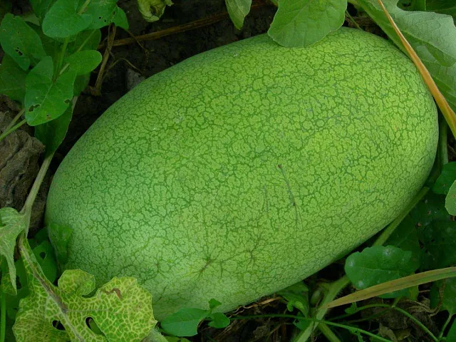 Franchi Wassermelonen-Samen Charleston Gray - Franchi