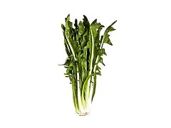 Franchi Semilla de achicoria catalogna pugliese - Franchi