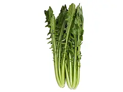 Sgaravatti Saatgut Chicorée Catalogna Puntarelle mit gezackten Blättern - Sgaravatti