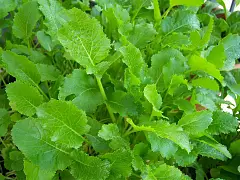 Royal seeds Samen von glattem Stängelkohl Centoventina - Royal Seeds