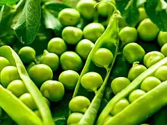 Royal seeds Klettererbsensamen Alderman
