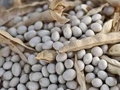 Royal seeds Kletterbohnensamen - Royal Seeds