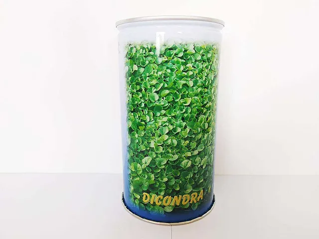 Sgaravatti Semillas para césped Dichondra - Sgaravatti