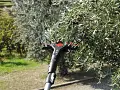 Abbacchiatore elettrico VERTIGO 30 V - Castellari