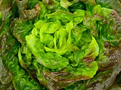 Franchi Semilla de lechuga Trocadero - Franchi