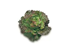 Franchi Semilla de lechuga canasta - Franchi