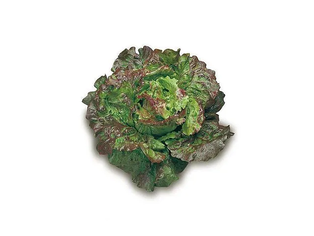 Franchi Semilla de lechuga canasta - Franchi