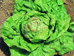 Franchi Semilla de lechuga reina de Mayo - Franchi