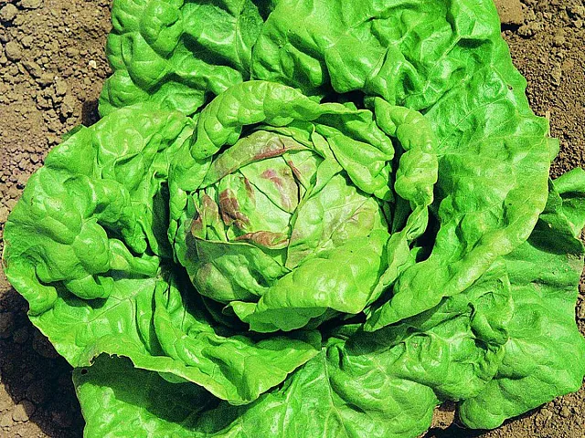 Franchi Salatsamen Königin von Mai - Franchi