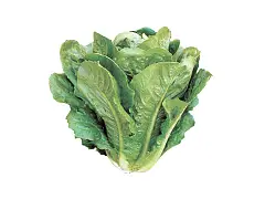 Franchi Semilla de lechuga romana verde de los hortelanos - Franchi