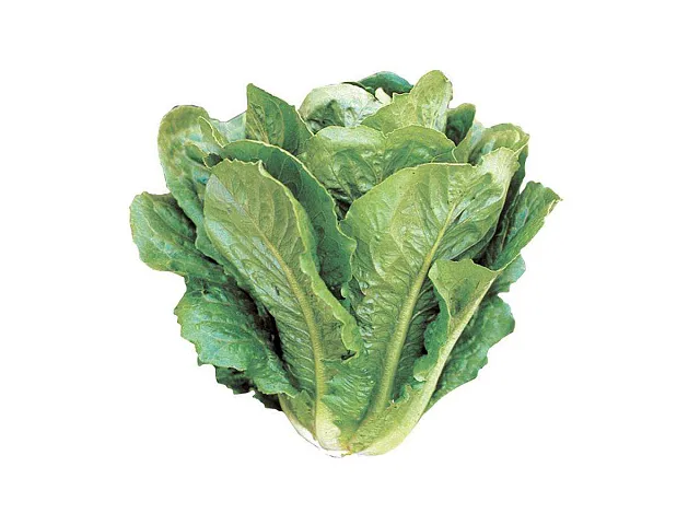 Franchi Samen der grünen Römersalat der Gärtner - Franchi