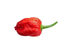 Olter Semilla de chile Naga Morich - Olter