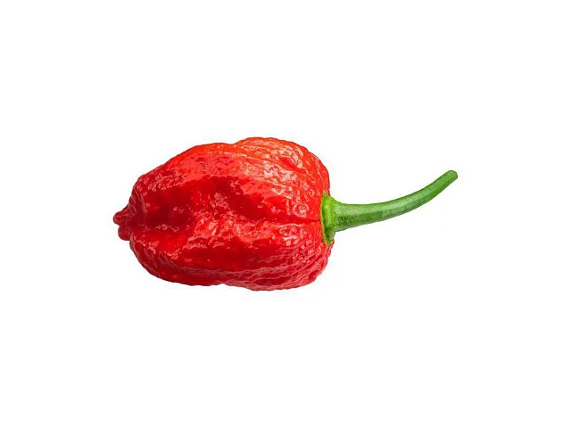 Olter Naga Morich Chilischote Samen - Olter