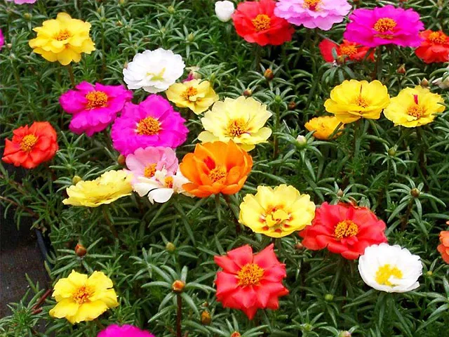 Franchi Portulak-Samen mit gefüllten, mehrfarbigen Blüten - Franchi