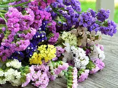 Franchi Semilla de estatice de flores grandes multicolor - Franchi
