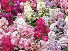Franchi Semilla de malva de flores dobles mix - Franchi