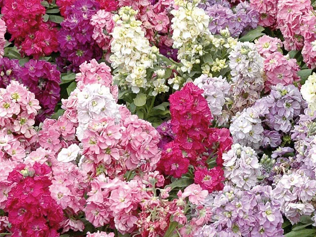Franchi Samen von gefülltem Malvenblumen-Mix - Franchi