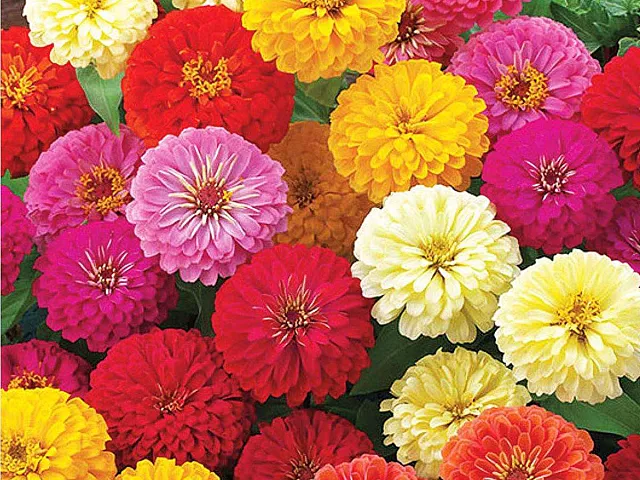 Franchi Semillas de zinnia gigante de California - Franchi