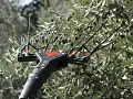 Abbacchiatore elettrico VERTIGO CARBON 12 V - Castellari