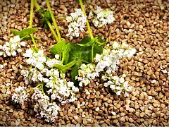 Padana sementi Buchweizen Zita