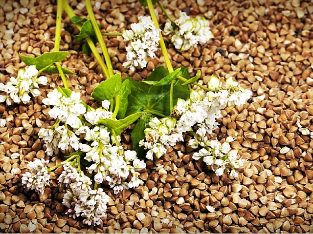 Padana sementi Buchweizen Zita