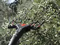 Abbacchiatore a batteria VERTIGO 18V
