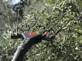 Abbacchiatore a batteria VERTIGO CARBON 18V
