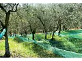 Reti-Rotoli per raccolta olive modello SCUOTITORI RINFORZATE Reti-Rotoli per raccolta olive modello SCUOTITORI RINFORZATE