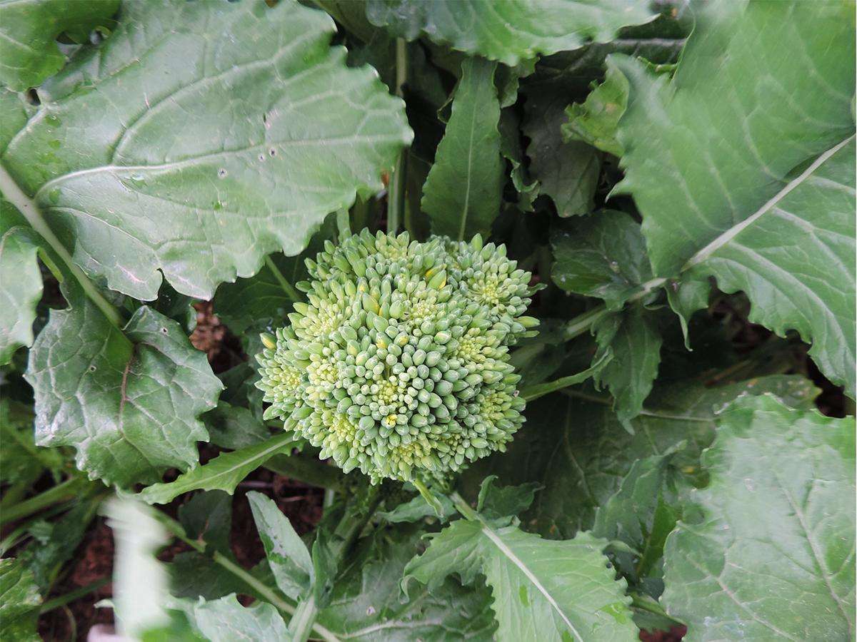 Seme di cima di rapa a foglia liscia Sessantina Royal Seeds