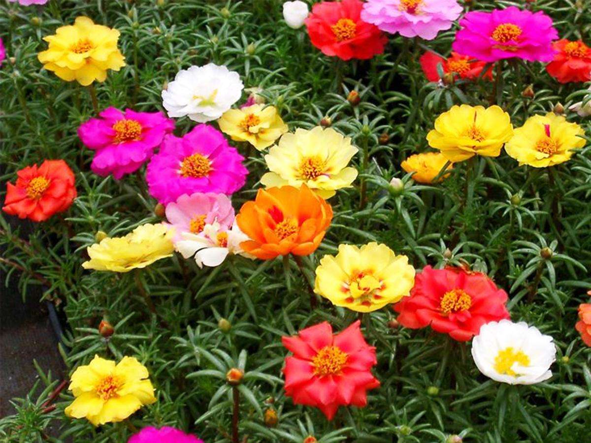 Semediportulacaafioridoppimulticolor Franchi