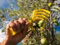 Rastrello per raccolta olive dettaglio