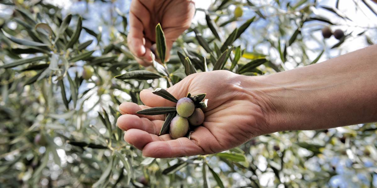 suggerimenti sulla raccolta delle olive